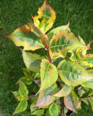 Krzewuszka kwiecista (Weigela florida) Rainbow